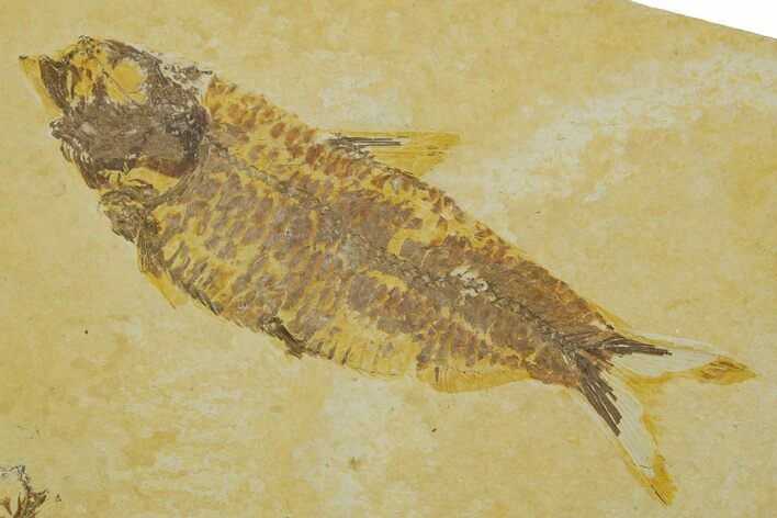Detailed Fossil Fish (Knightia) - Wyoming #373839